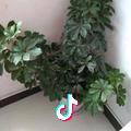 晓芸