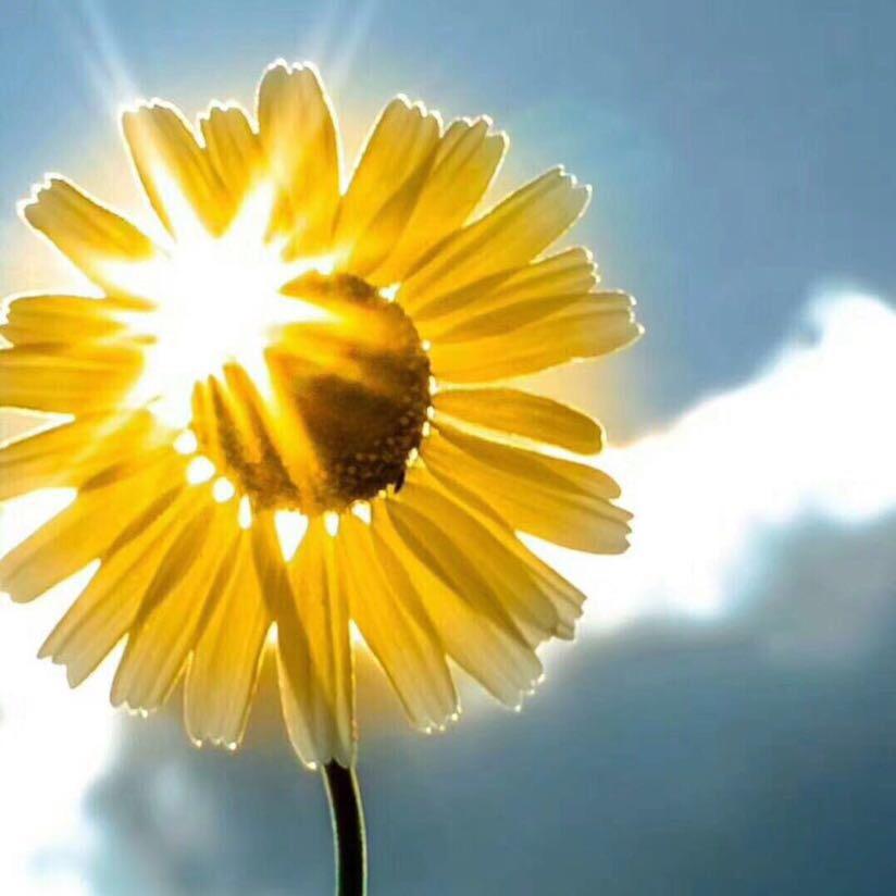 向日葵🌻
