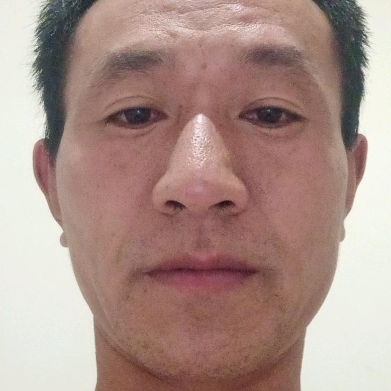 柳树在春天发芽