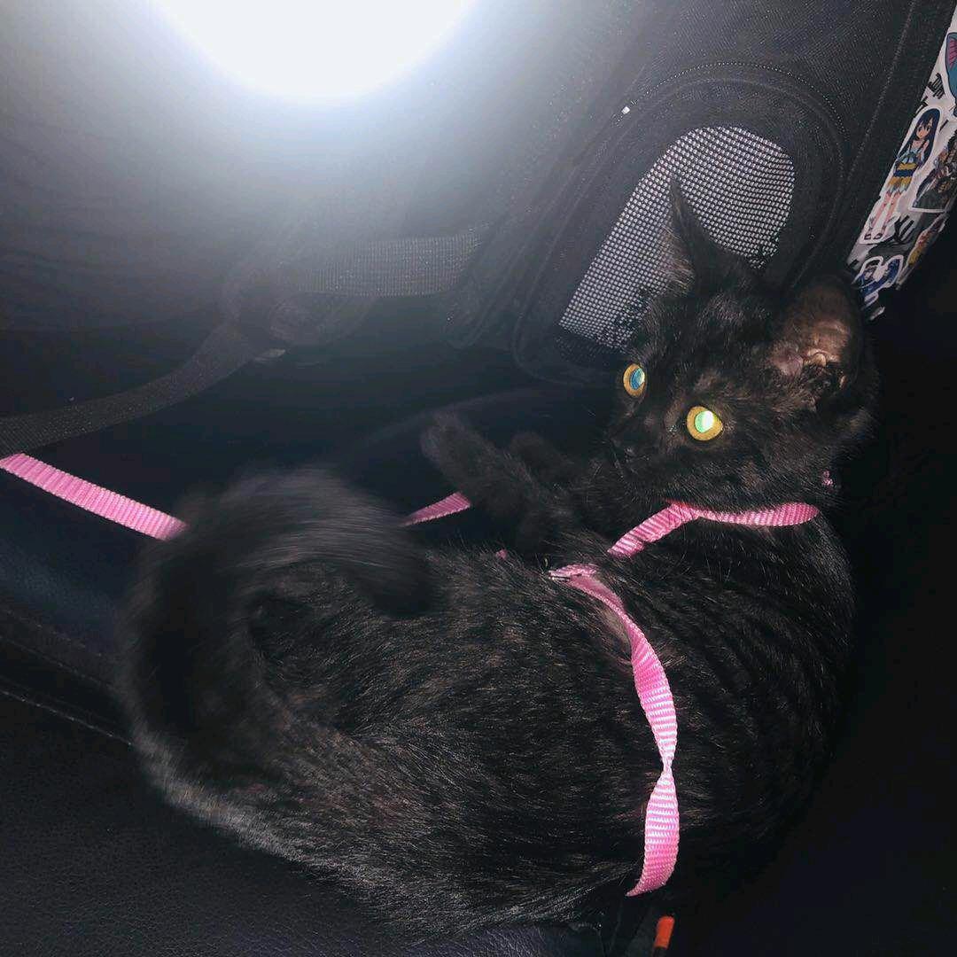 猫说情话