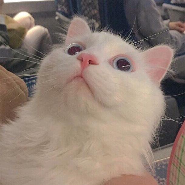 如初.