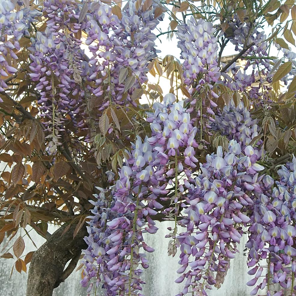 人間有味是清歡