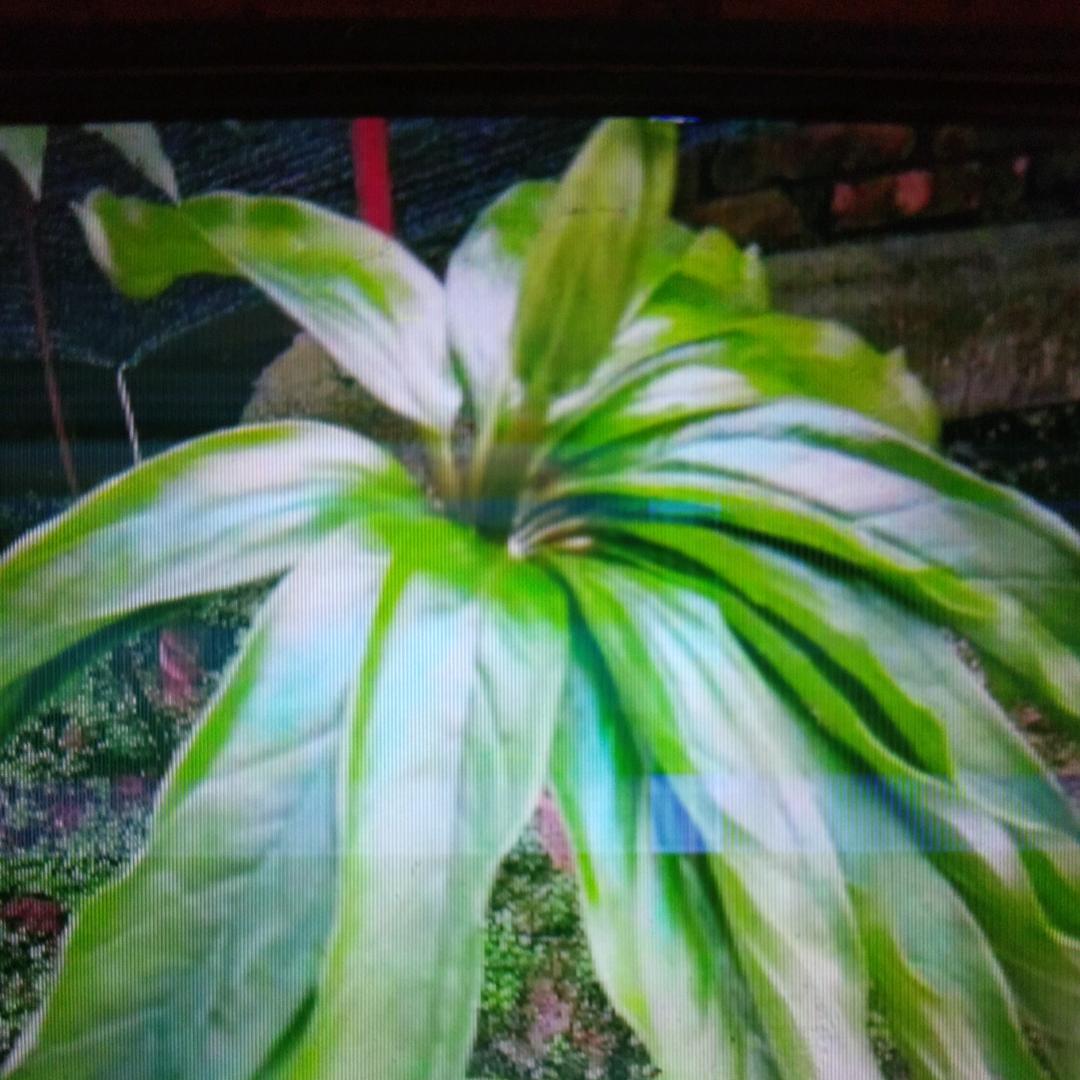 乡村风情