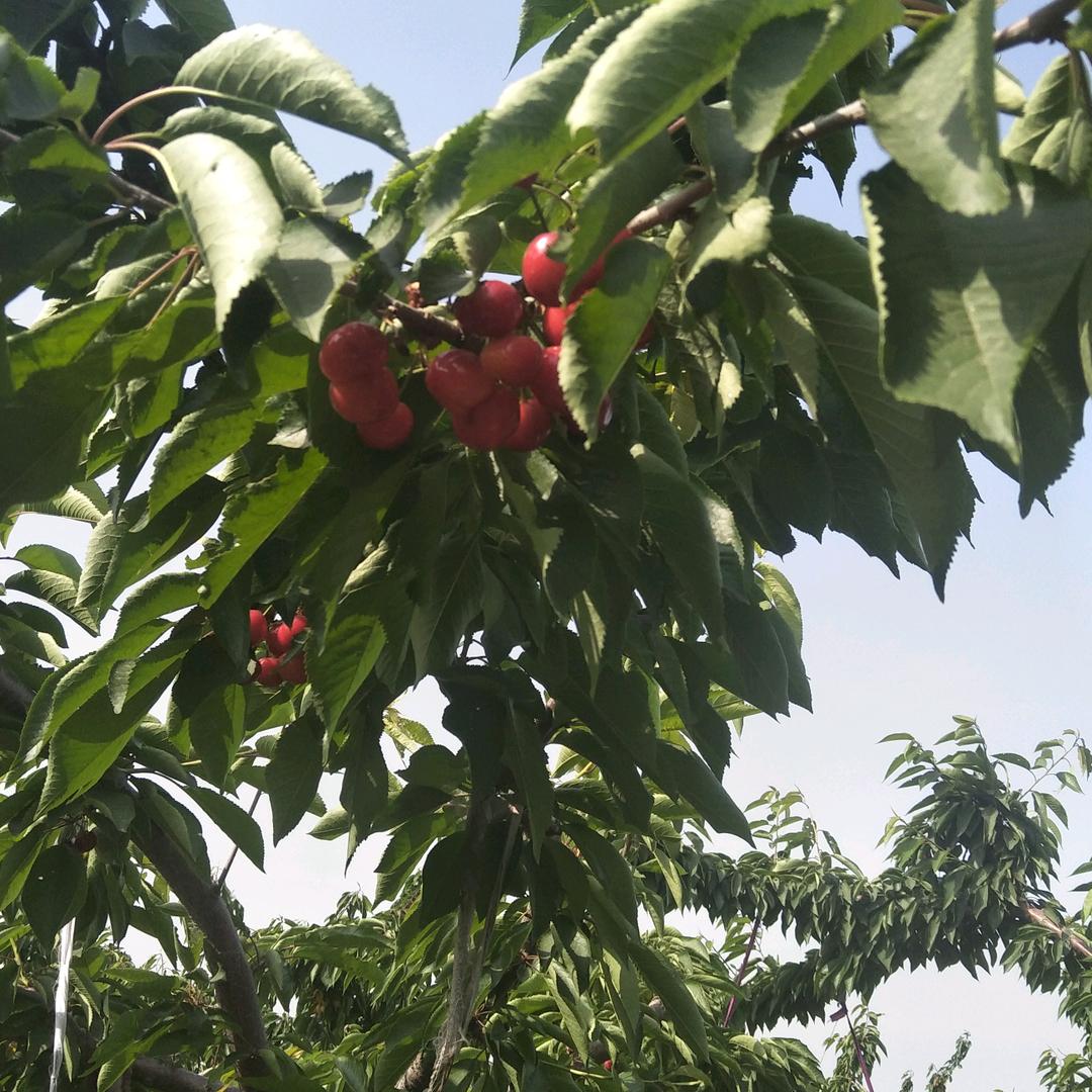 带着微笑等着你…