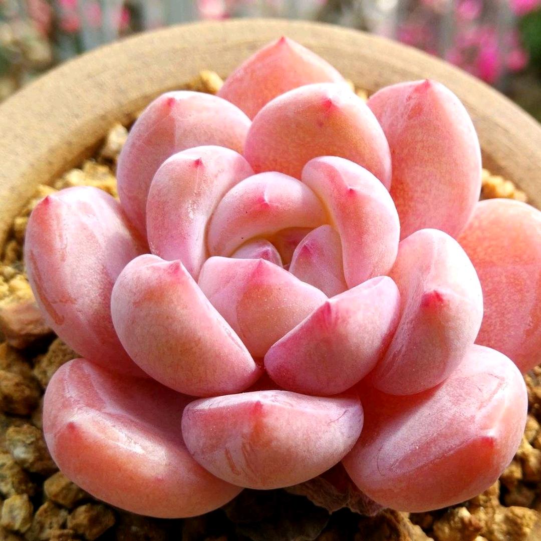 友萍的小花园（请勿连赞）