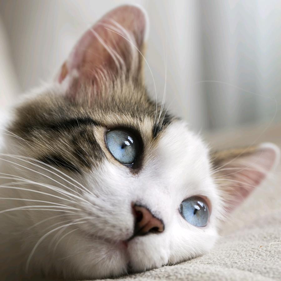 冫opl冫lomlkk头疼童