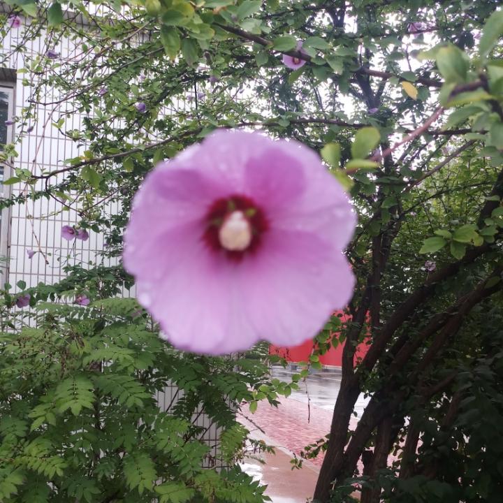 李锦军
