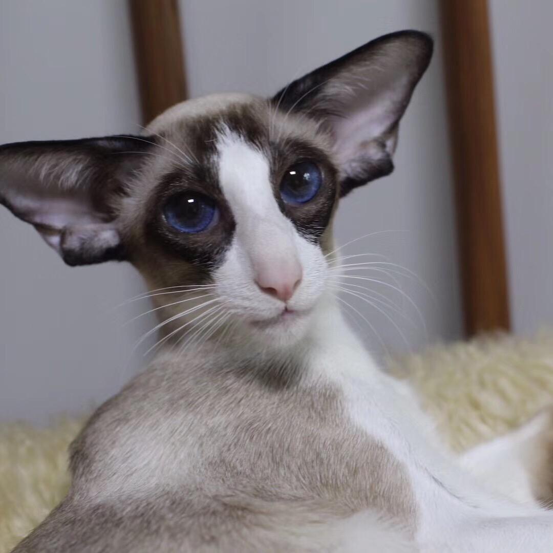 Yaoyao家的东方短毛猫