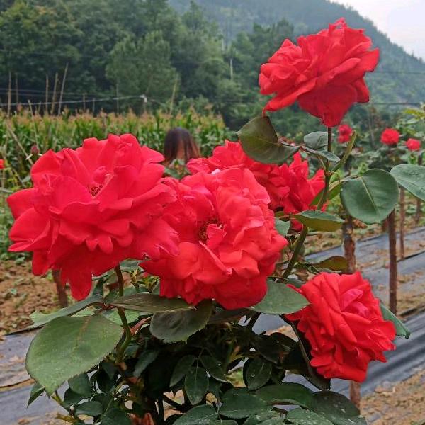 你开心所以我快乐