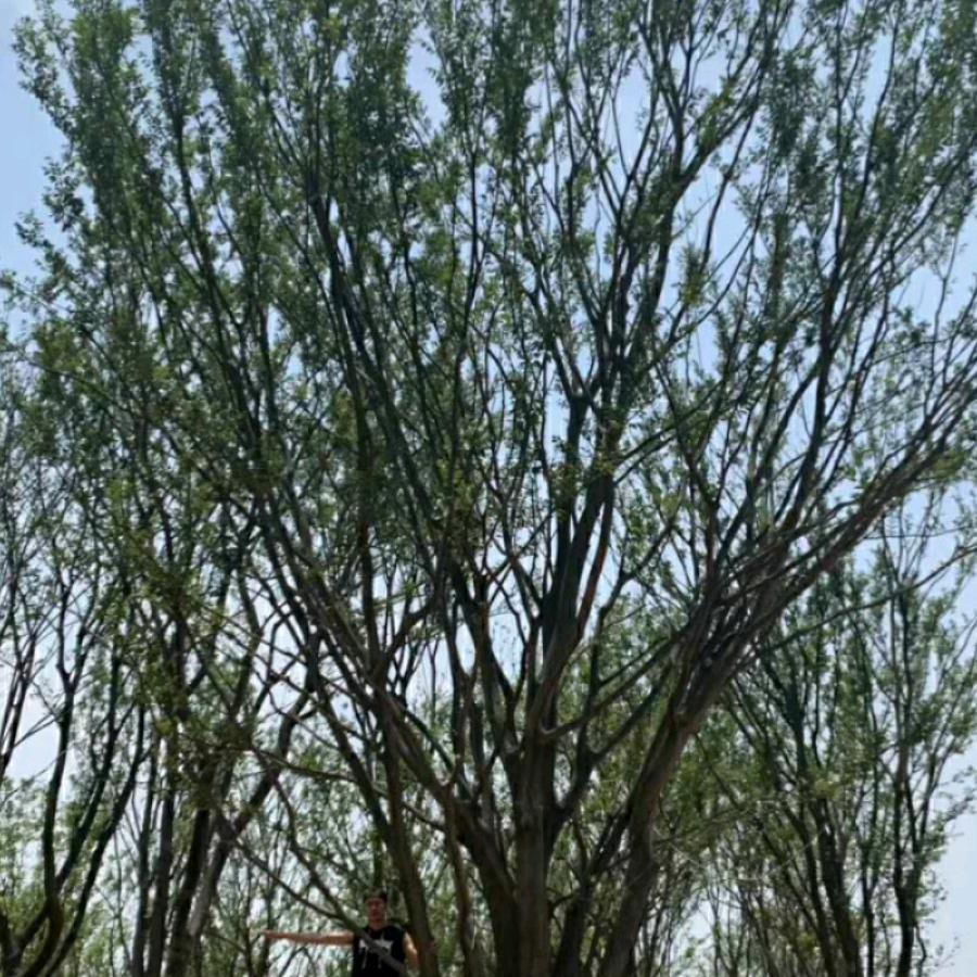 拂晓乡绿缘苗圃