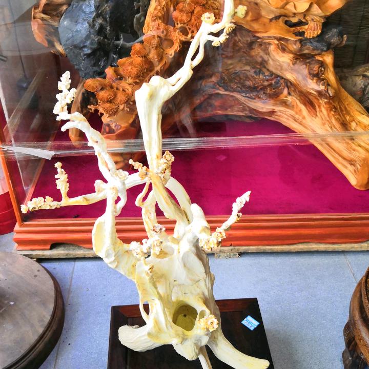 东夷顽主