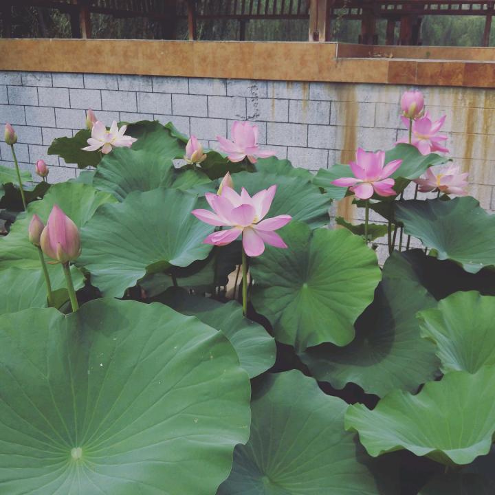 梦