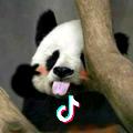 熊猫不吃草🐼