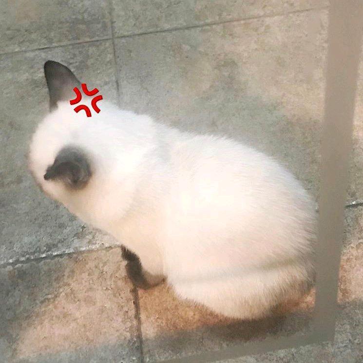 蛋酱蛋蛋子