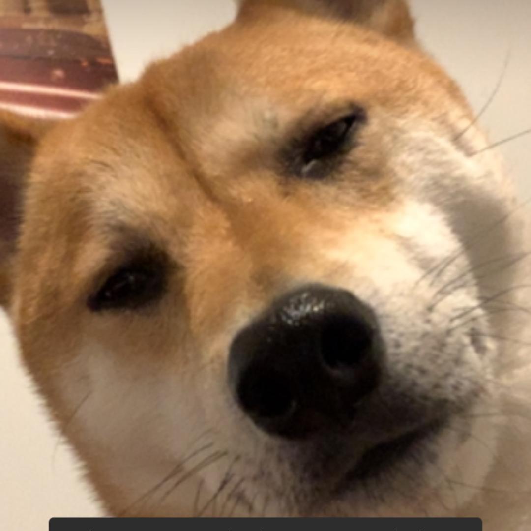 狗中梁朝伟