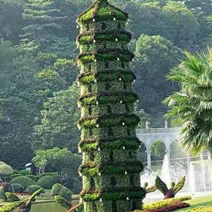 万年青