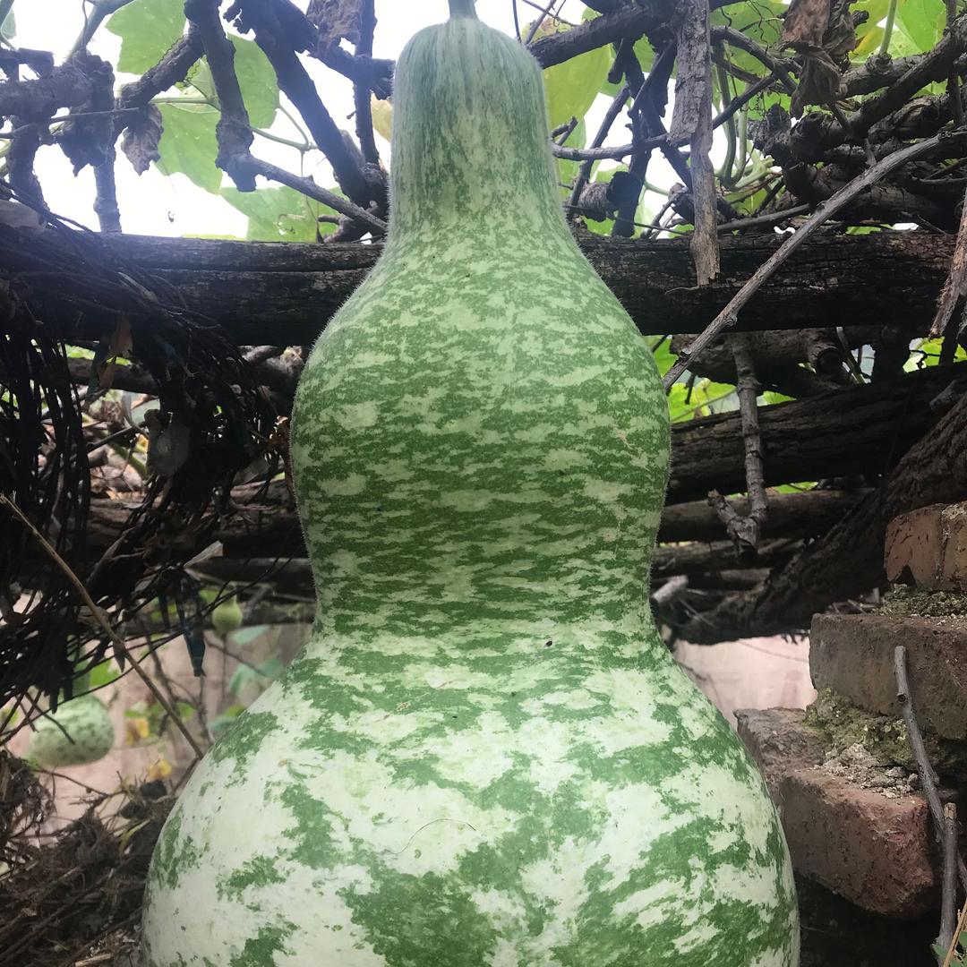 🇨🇳冲锋号🇨🇳