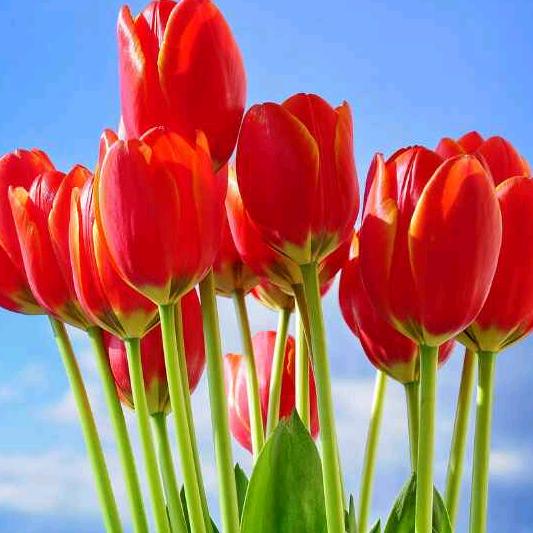 红玫瑰🌹🌹🌹