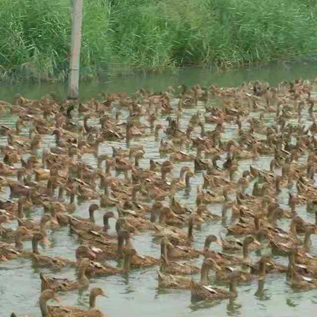 马踏湖养鸭基地
