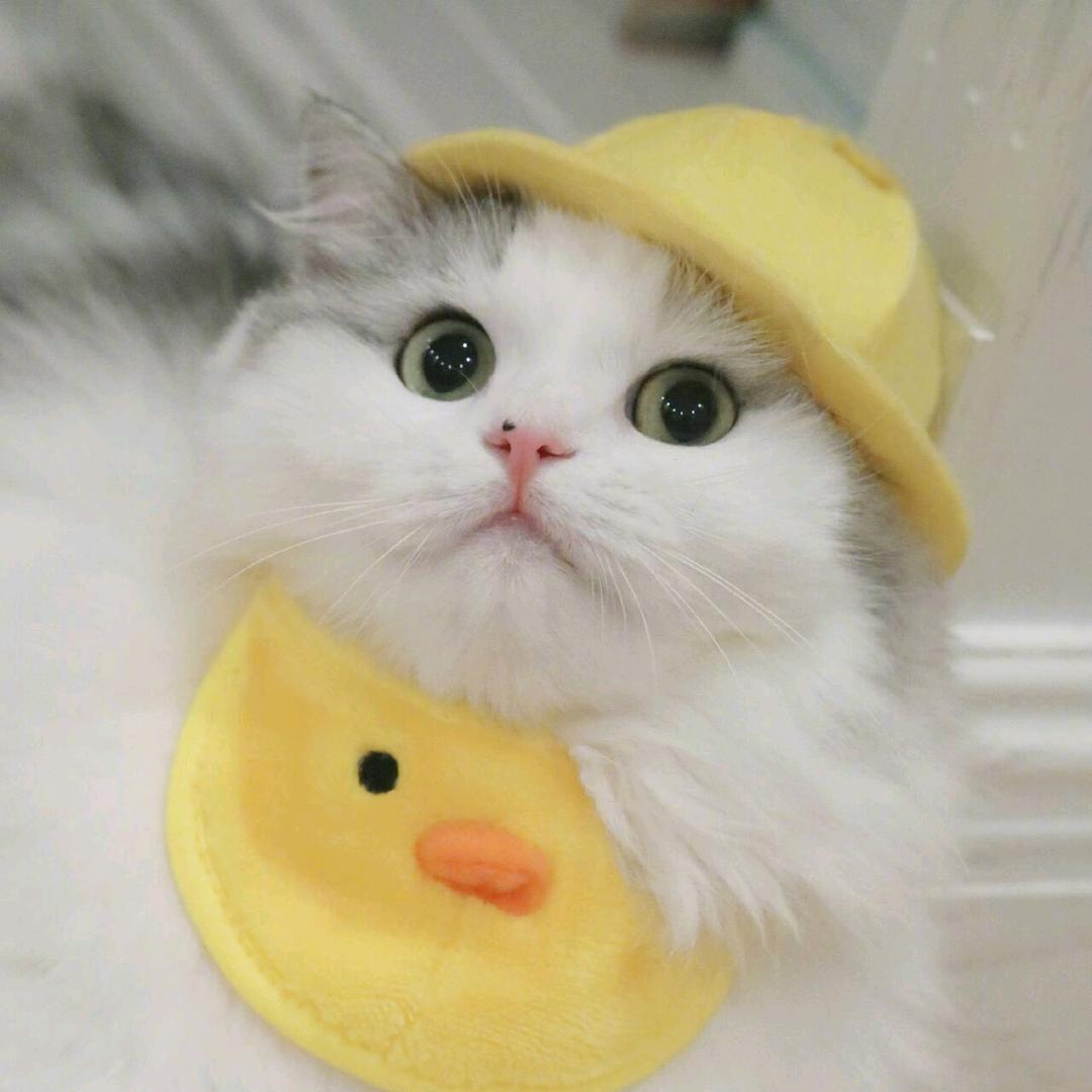 李木子