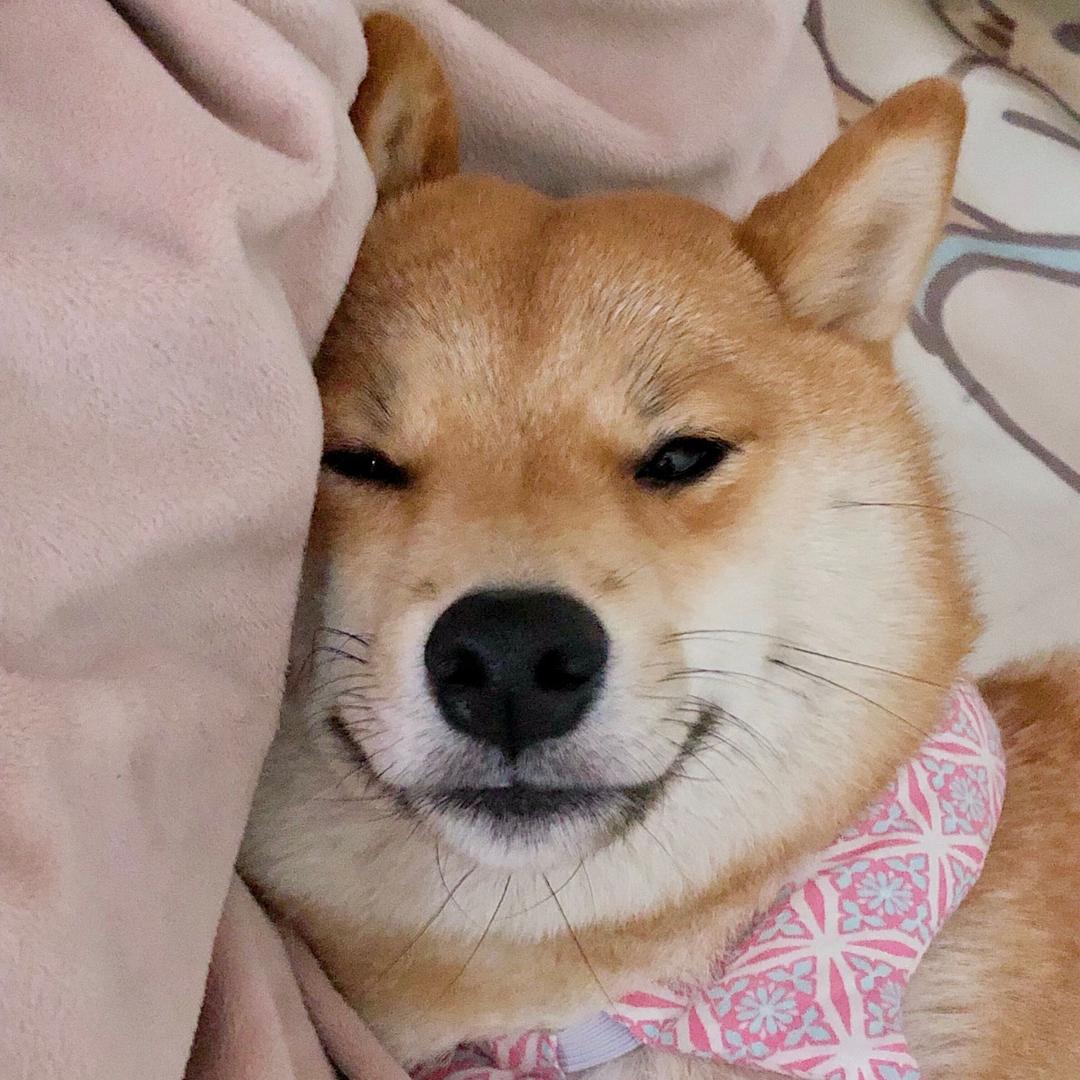 我柴嘟嘟🐕