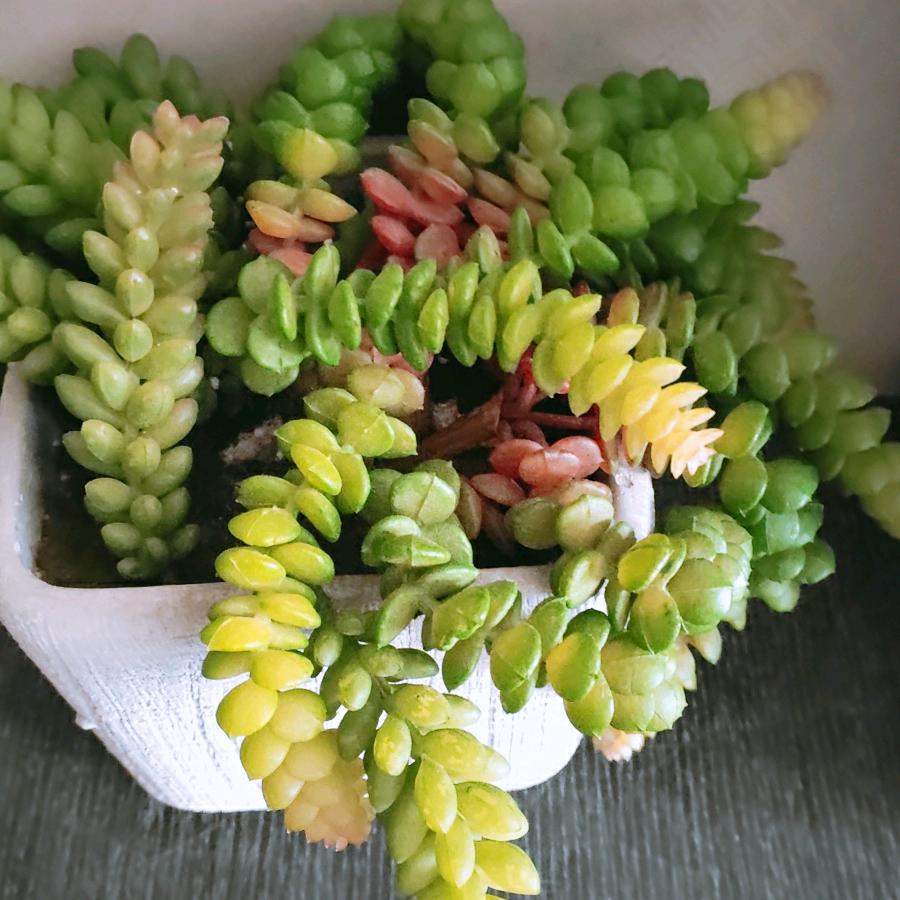 小玉