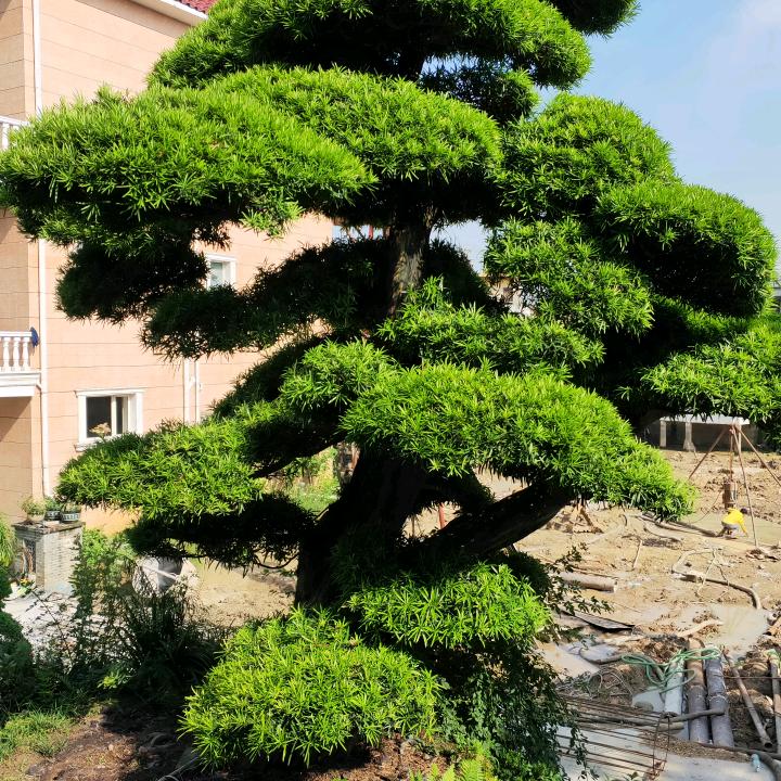 茶哥米弟