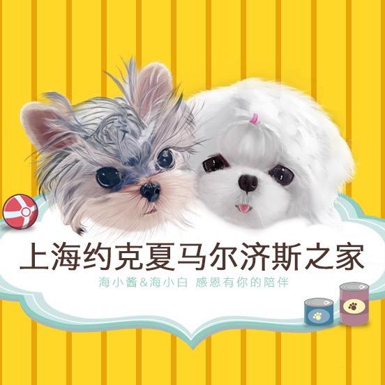 上海约克夏马尔济斯之家