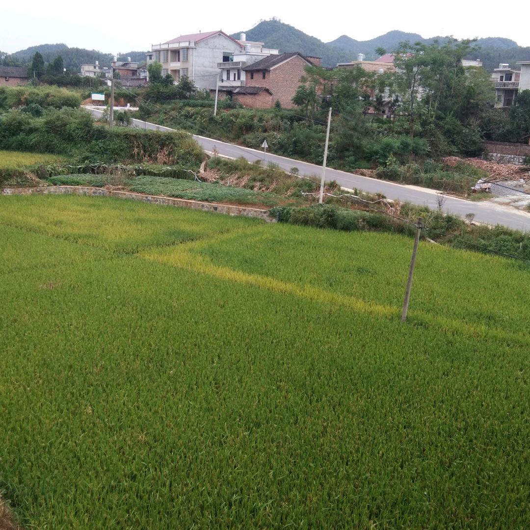 叶子