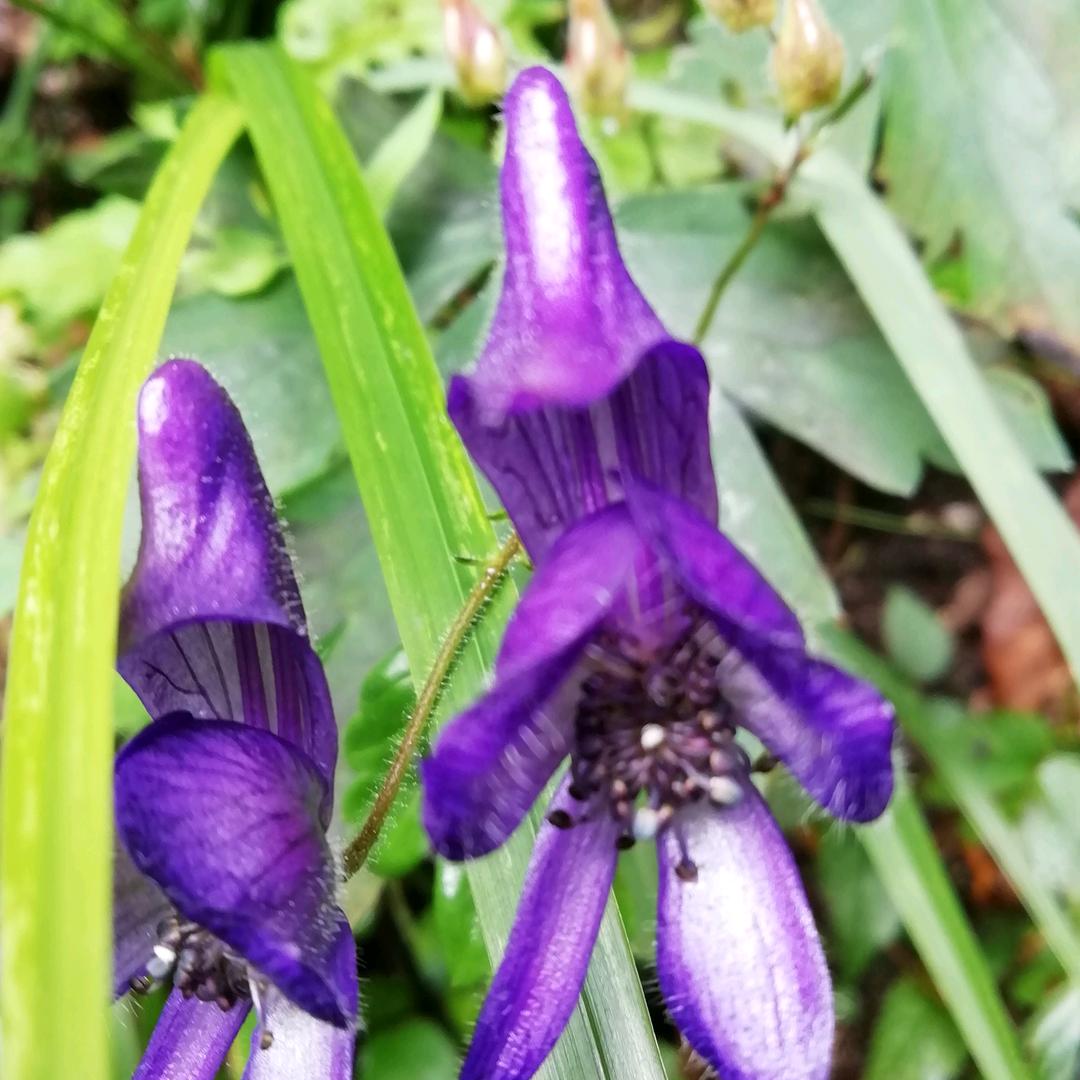 风风火火（拒绝私聊）