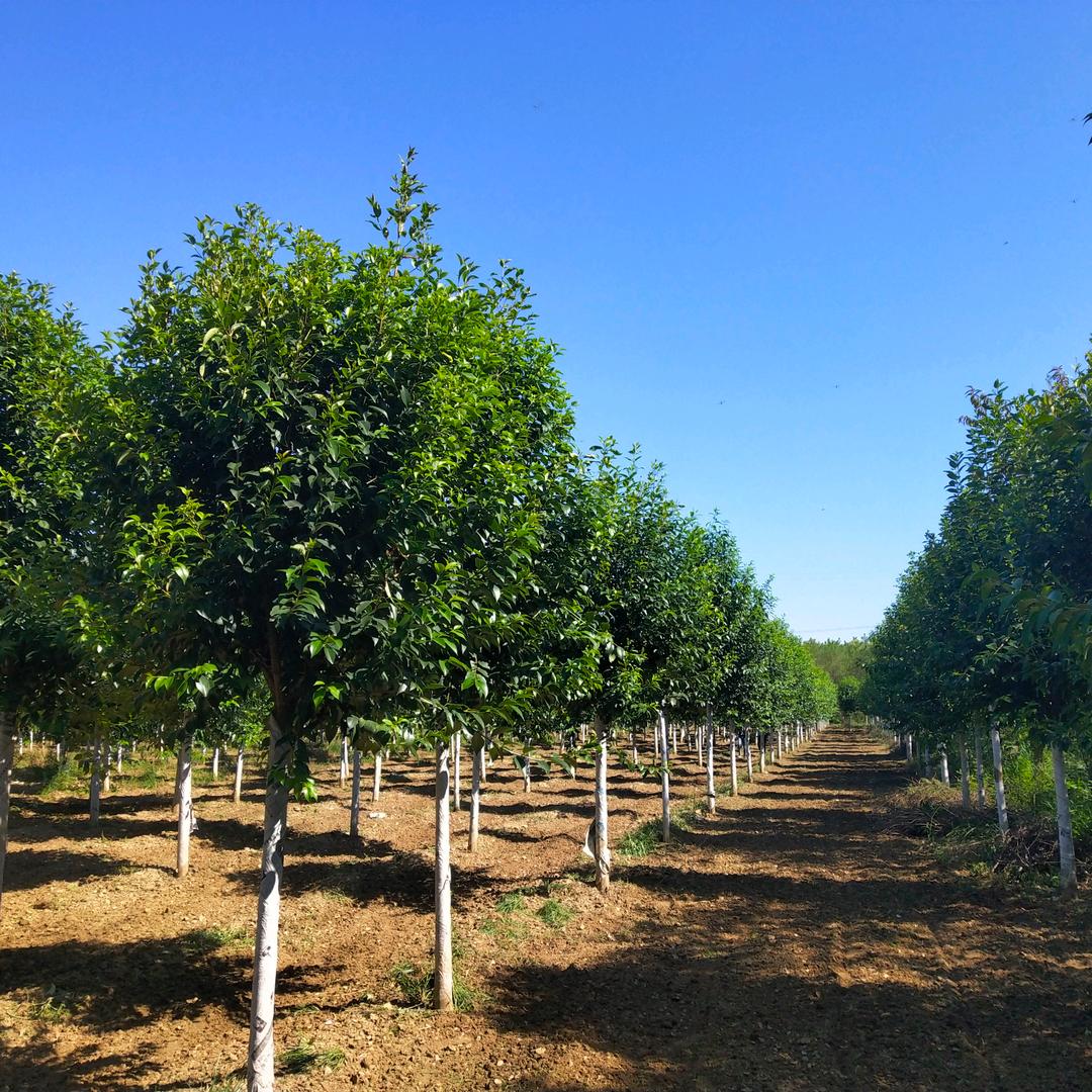 周至县小糖日记饮品店