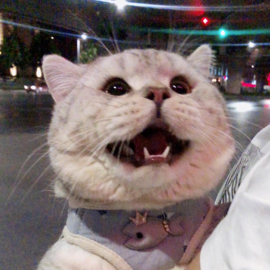 雪饼是只猪🐷@抖音