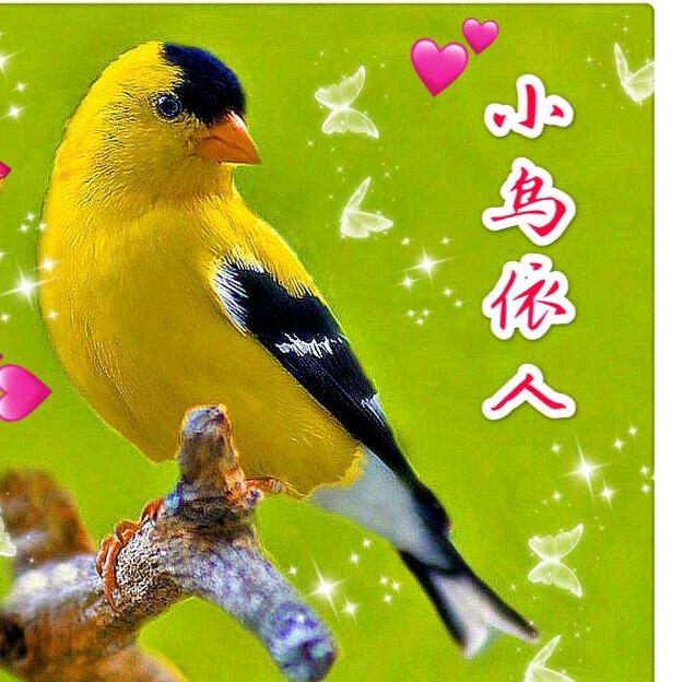 小鸟依人