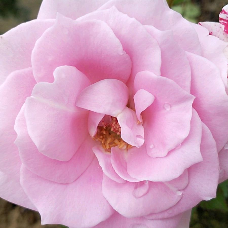 猪兔子 猪兔子