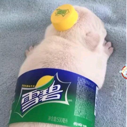 随风