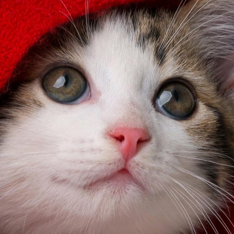 吃猫的🐟