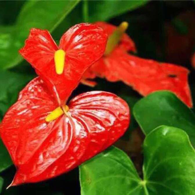 新县晓勇造型假发定制～阿梅