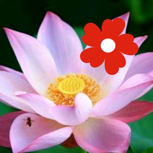 太阳花🌸