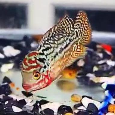 王者荣耀：東風塊帝-61