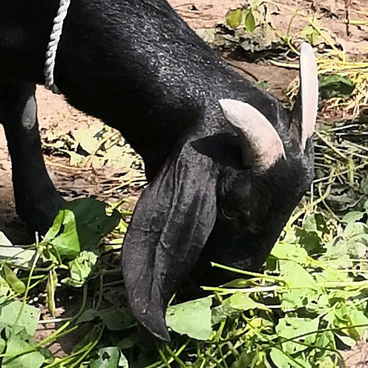 涟水石湖于氏土羊肉