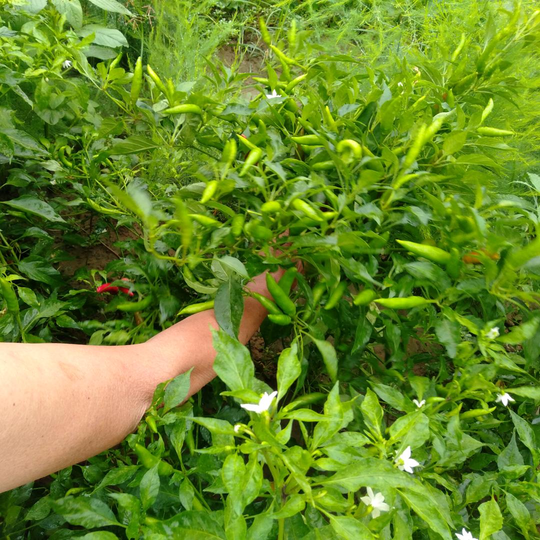 正花（拒连赞）