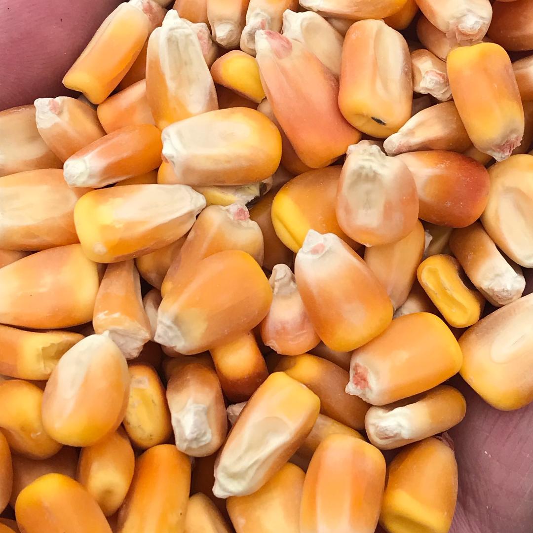 驻马店市顺丰粮食