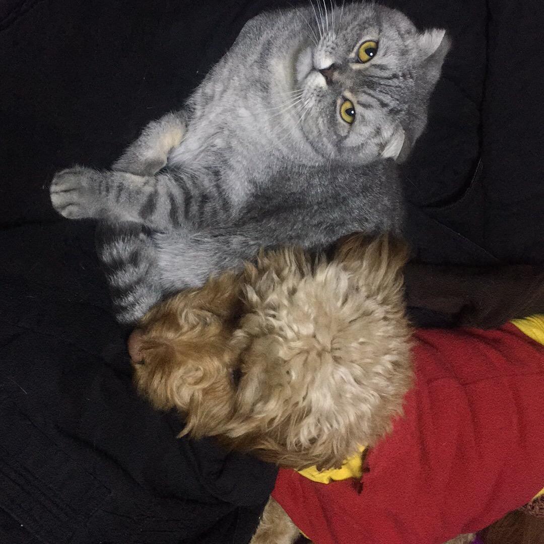 小九七七爱拉菲 🐈‍⬛🐈‍⬛@🐶