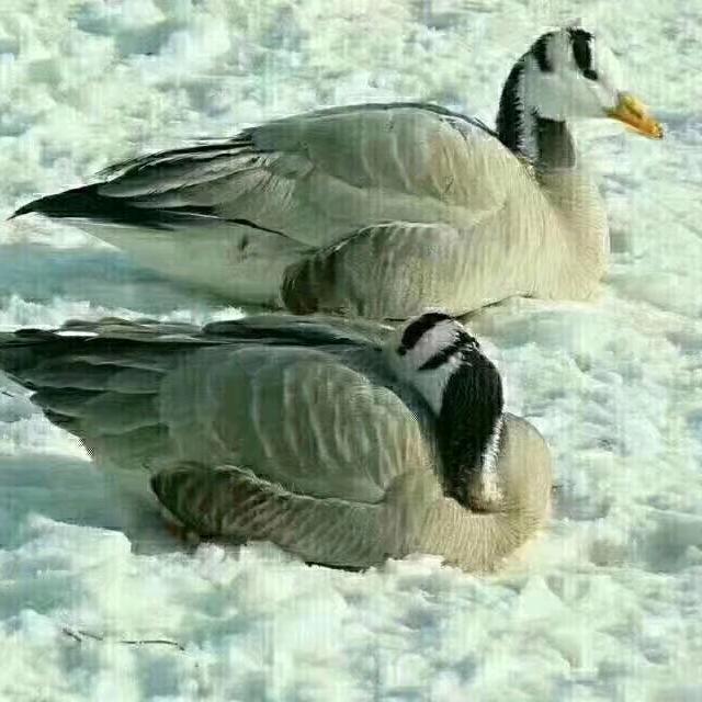 人丑无心❤💞