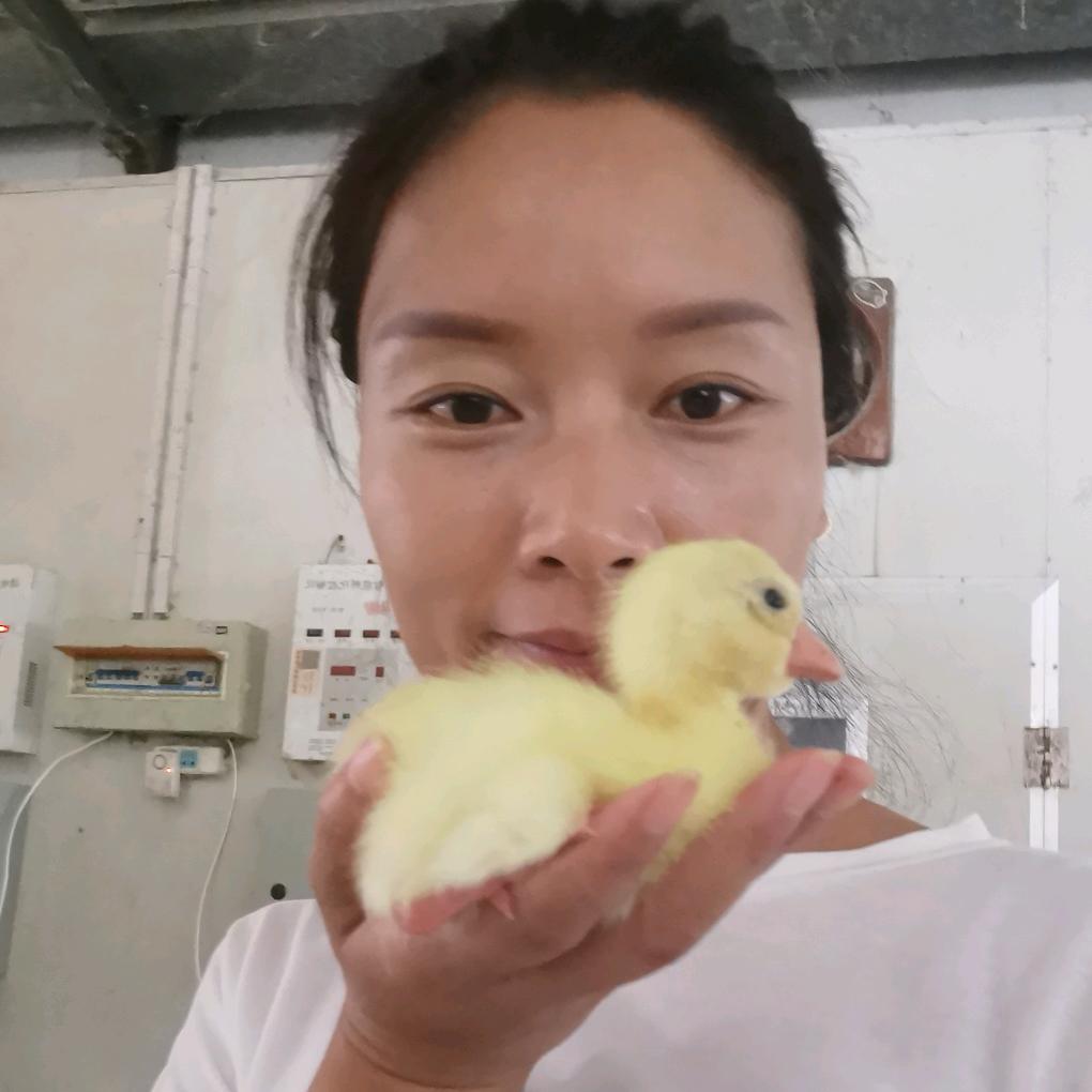 吕大姐鹅苗孵化场