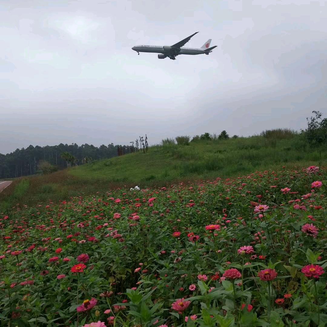 菊