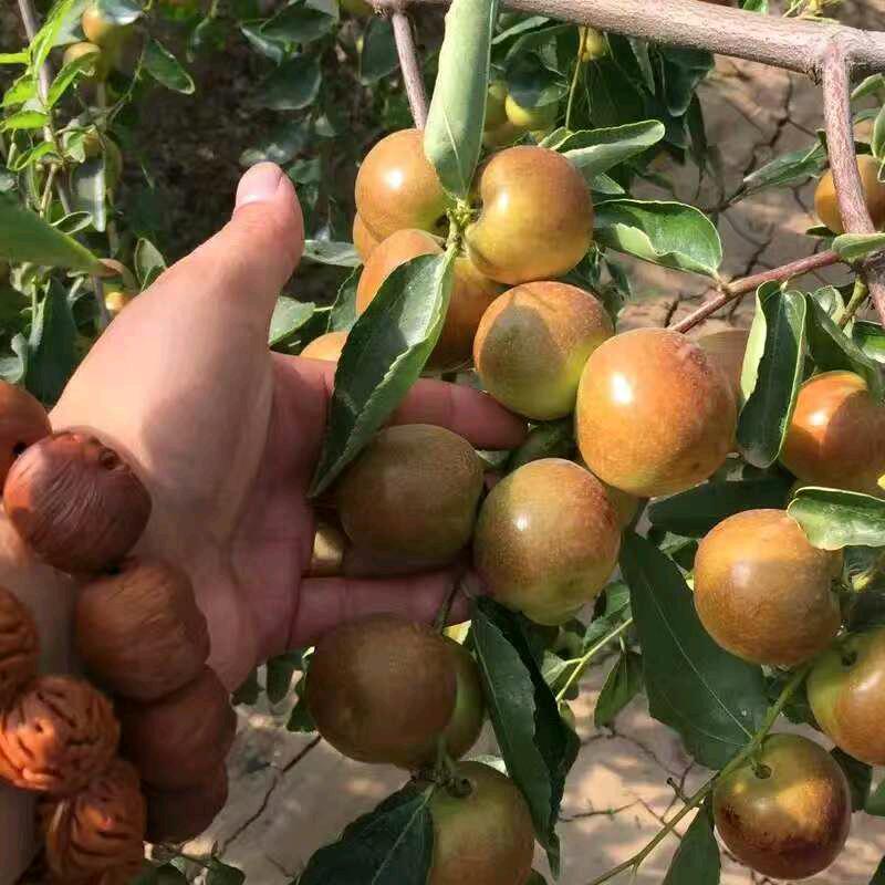 盛禾林家庭农场