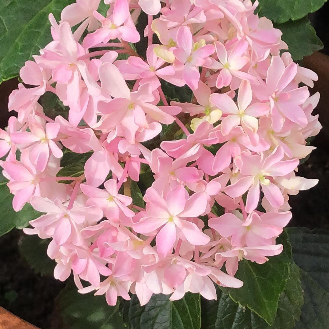 朋聚楼  新词酒店小红