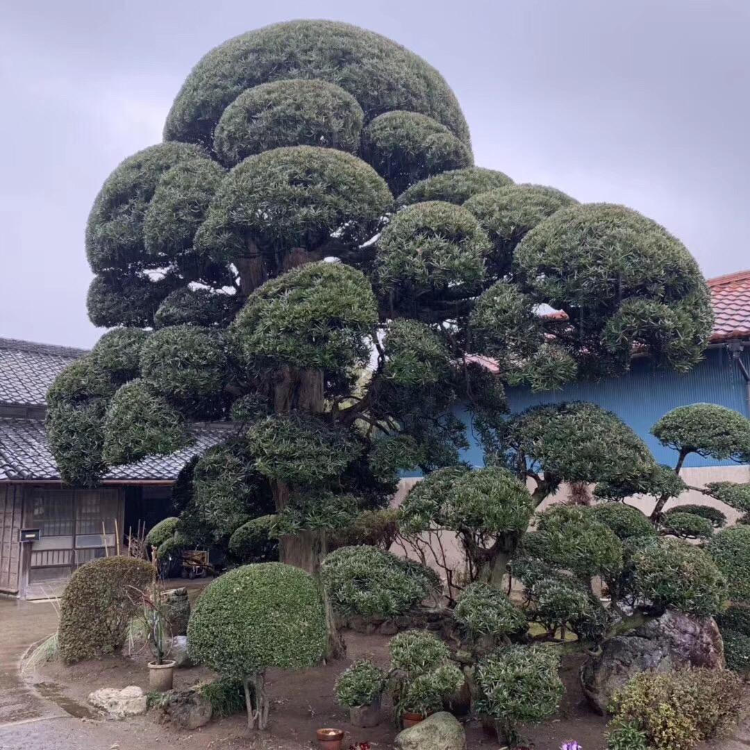 金华绿森庭院植物