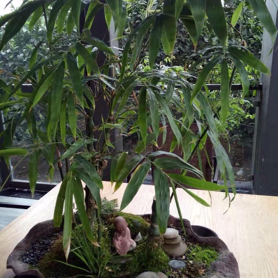 情屎皇（黄大师江油肥肠）